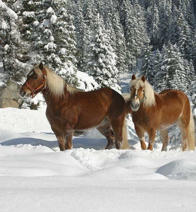 Pferde Winter
