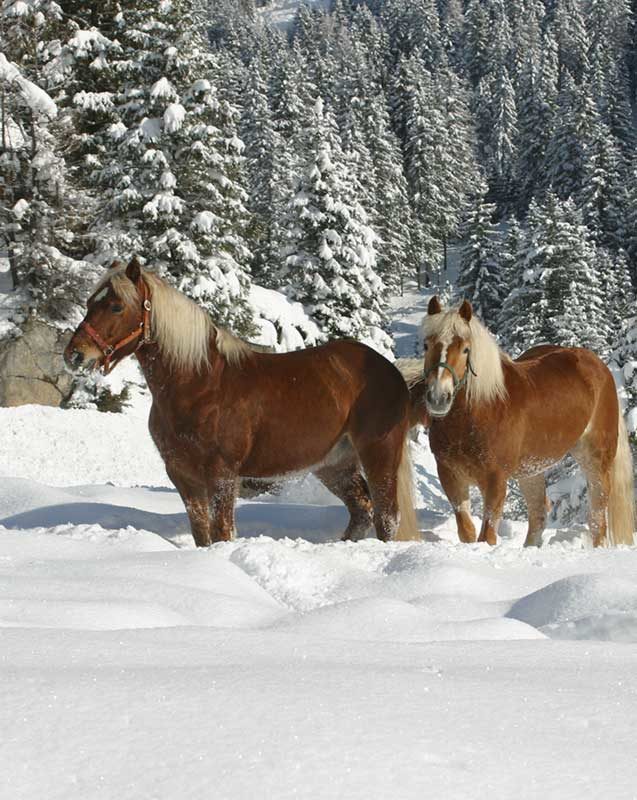 Pferde Winter